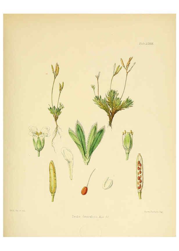 Reproducción/Reproduction 6302434549: The botany of the Antarctic voyage of H.M. discovery ships Erebus and Terror in the Years 1839-1843. v.1. plates London :Reeve Brothers,1844-60