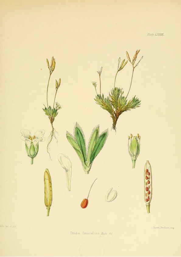Reproducción/Reproduction 6302434549: The botany of the Antarctic voyage of H.M. discovery ships Erebus and Terror in the Years 1839-1843. v.1. plates London :Reeve Brothers,1844-60