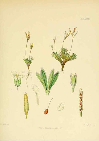 Reproducción/Reproduction 6302434549: The botany of the Antarctic voyage of H.M. discovery ships Erebus and Terror in the Years 1839-1843. v.1. plates London :Reeve Brothers,1844-60