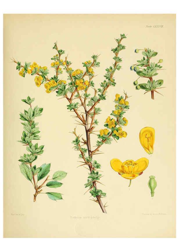 Reproducción/Reproduction 6302434123: The botany of the Antarctic voyage of H.M. discovery ships Erebus and Terror in the Years 1839-1843. v.1. plates London :Reeve Brothers,1844-60