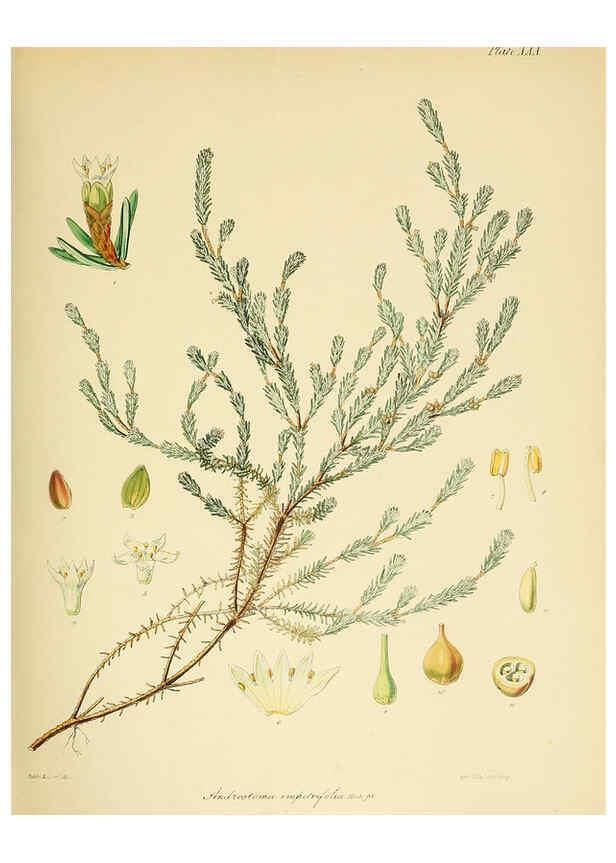 Reproducción/Reproduction 6302942732: The botany of the Antarctic voyage of H.M. discovery ships Erebus and Terror in the Years 1839-1843. v.1. plates London :Reeve Brothers,1844-60