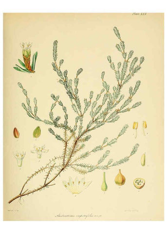Reproducción/Reproduction 6302942732: The botany of the Antarctic voyage of H.M. discovery ships Erebus and Terror in the Years 1839-1843. v.1. plates London :Reeve Brothers,1844-60