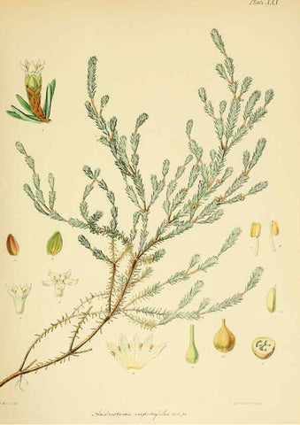Reproducción/Reproduction 6302942732: The botany of the Antarctic voyage of H.M. discovery ships Erebus and Terror in the Years 1839-1843. v.1. plates London :Reeve Brothers,1844-60