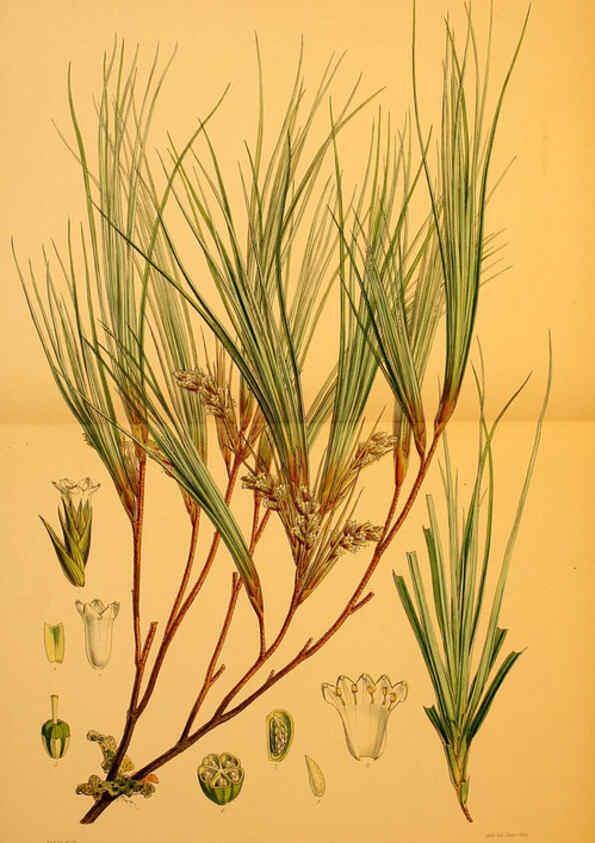 Reproducción/Reproduction 6302942962: The botany of the Antarctic voyage of H.M. discovery ships Erebus and Terror in the Years 1839-1843. v.1. plates London :Reeve Brothers,1844-60