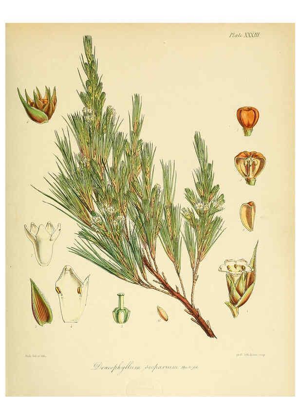 Reproducción/Reproduction 6302943212: The botany of the Antarctic voyage of H.M. discovery ships Erebus and Terror in the Years 1839-1843. v.1. plates London :Reeve Brothers,1844-60