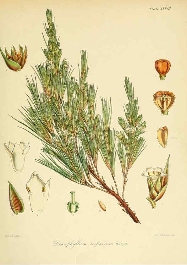 Reproducción/Reproduction 6302943212: The botany of the Antarctic voyage of H.M. discovery ships Erebus and Terror in the Years 1839-1843. v.1. plates London :Reeve Brothers,1844-60