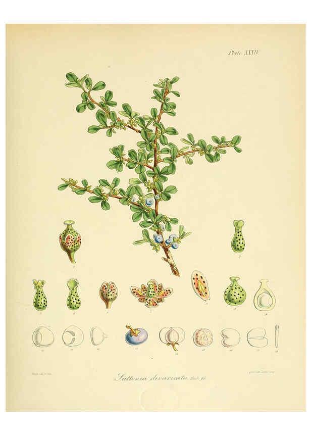 Reproducción/Reproduction 6302943394: The botany of the Antarctic voyage of H.M. discovery ships Erebus and Terror in the Years 1839-1843. v.1. plates London :Reeve Brothers,1844-60