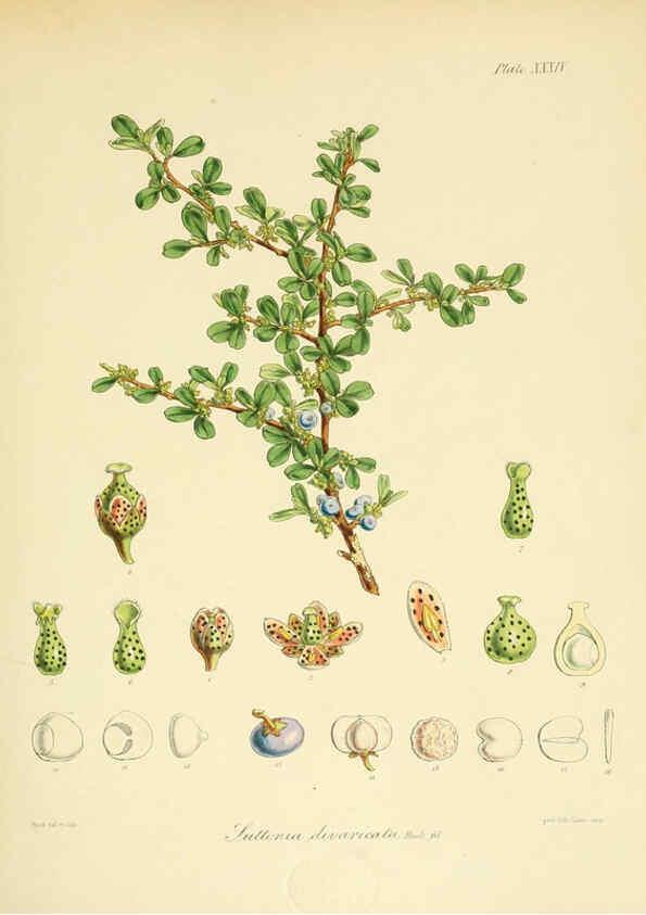 Reproducción/Reproduction 6302943394: The botany of the Antarctic voyage of H.M. discovery ships Erebus and Terror in the Years 1839-1843. v.1. plates London :Reeve Brothers,1844-60
