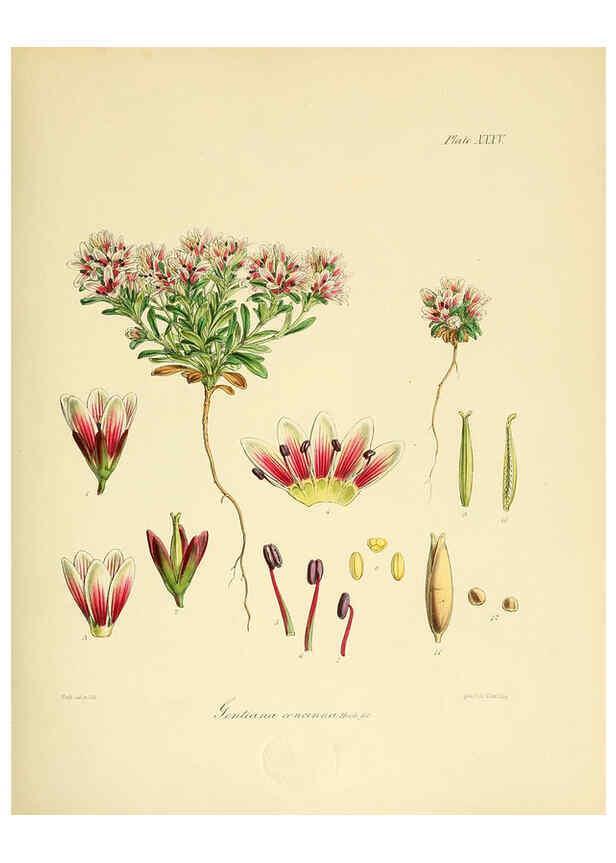 Reproducción/Reproduction 6302417473: The botany of the Antarctic voyage of H.M. discovery ships Erebus and Terror in the Years 1839-1843. v.1. plates London :Reeve Brothers,1844-60