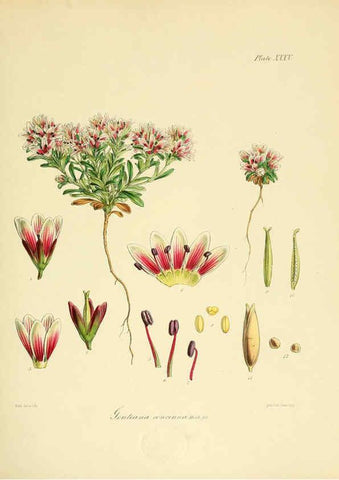 Reproducción/Reproduction 6302417473: The botany of the Antarctic voyage of H.M. discovery ships Erebus and Terror in the Years 1839-1843. v.1. plates London :Reeve Brothers,1844-60