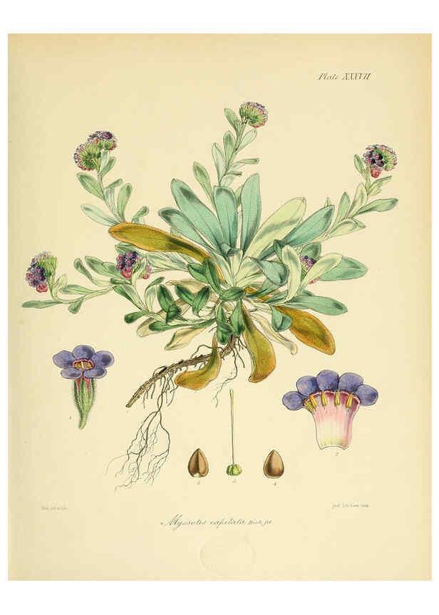 Reproducción/Reproduction 6302944182: The botany of the Antarctic voyage of H.M. discovery ships Erebus and Terror in the Years 1839-1843. v.1. plates London :Reeve Brothers,1844-60