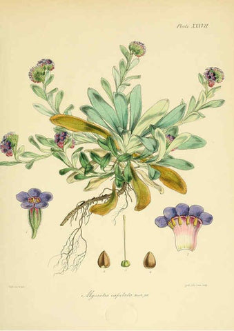 Reproducción/Reproduction 6302944182: The botany of the Antarctic voyage of H.M. discovery ships Erebus and Terror in the Years 1839-1843. v.1. plates London :Reeve Brothers,1844-60