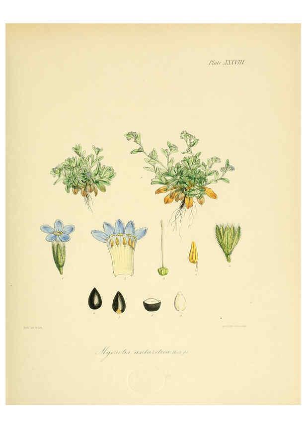 Reproducción/Reproduction 6302944444: The botany of the Antarctic voyage of H.M. discovery ships Erebus and Terror in the Years 1839-1843. v.1. plates London :Reeve Brothers,1844-60