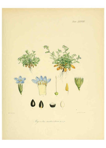 Reproducción/Reproduction 6302944444: The botany of the Antarctic voyage of H.M. discovery ships Erebus and Terror in the Years 1839-1843. v.1. plates London :Reeve Brothers,1844-60