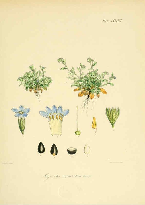 Reproducción/Reproduction 6302944444: The botany of the Antarctic voyage of H.M. discovery ships Erebus and Terror in the Years 1839-1843. v.1. plates London :Reeve Brothers,1844-60