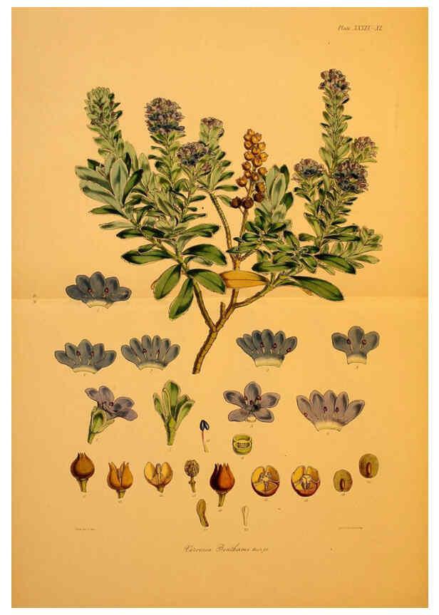 Reproducción/Reproduction 6302944646: The botany of the Antarctic voyage of H.M. discovery ships Erebus and Terror in the Years 1839-1843. v.1. plates London :Reeve Brothers,1844-60