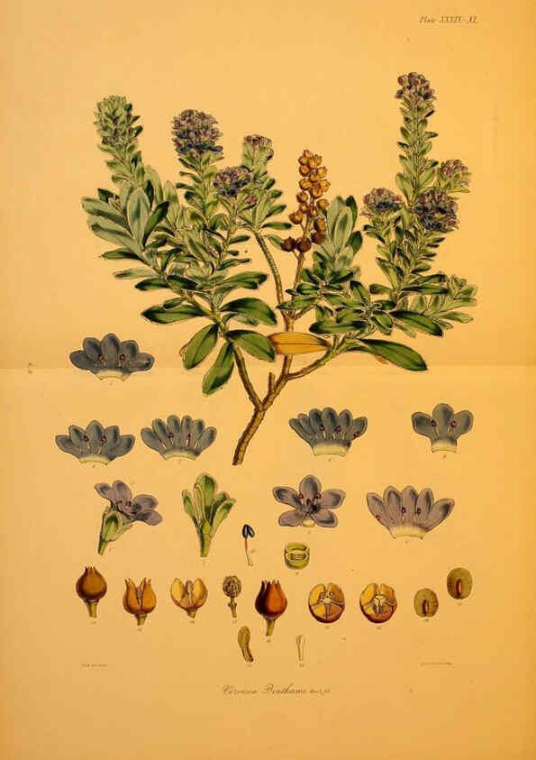 Reproducción/Reproduction 6302944646: The botany of the Antarctic voyage of H.M. discovery ships Erebus and Terror in the Years 1839-1843. v.1. plates London :Reeve Brothers,1844-60