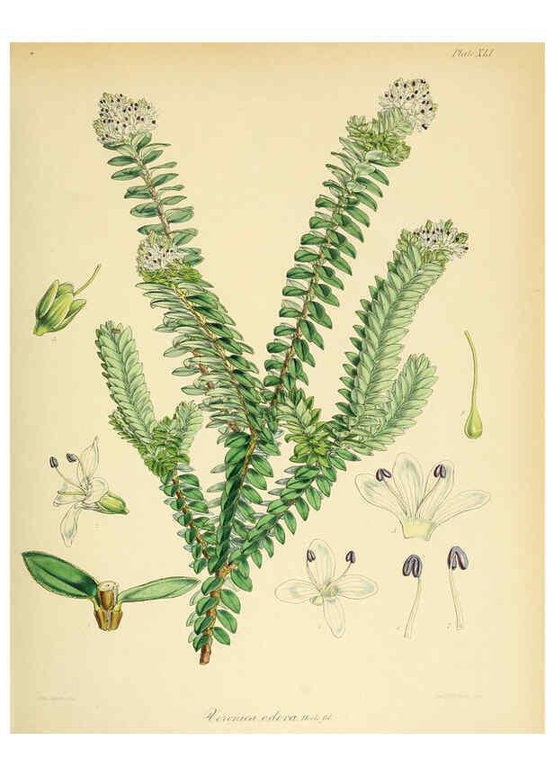 Reproducción/Reproduction 6302418749: The botany of the Antarctic voyage of H.M. discovery ships Erebus and Terror in the Years 1839-1843. v.1. plates London :Reeve Brothers,1844-60