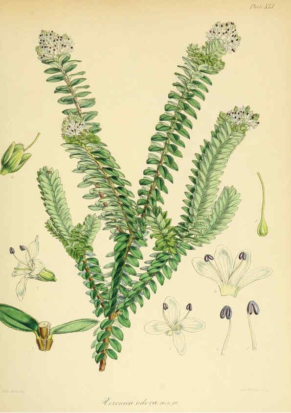Reproducción/Reproduction 6302418749: The botany of the Antarctic voyage of H.M. discovery ships Erebus and Terror in the Years 1839-1843. v.1. plates London :Reeve Brothers,1844-60