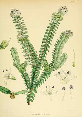 Reproducción/Reproduction 6302418749: The botany of the Antarctic voyage of H.M. discovery ships Erebus and Terror in the Years 1839-1843. v.1. plates London :Reeve Brothers,1844-60
