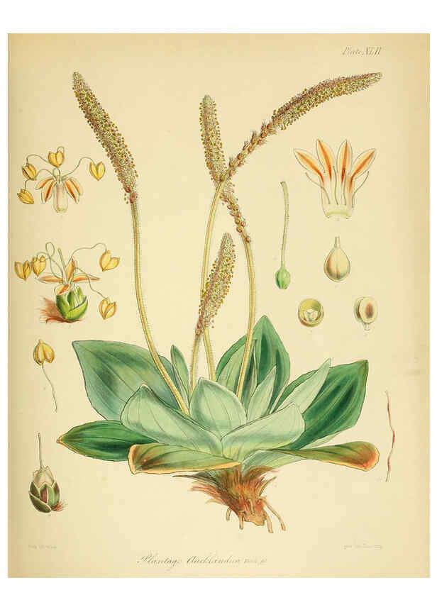 Reproducción/Reproduction 6302418965: The botany of the Antarctic voyage of H.M. discovery ships Erebus and Terror in the Years 1839-1843. v.1. plates London :Reeve Brothers,1844-60