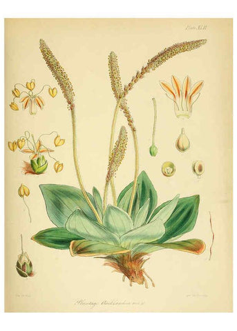 Reproducción/Reproduction 6302418965: The botany of the Antarctic voyage of H.M. discovery ships Erebus and Terror in the Years 1839-1843. v.1. plates London :Reeve Brothers,1844-60