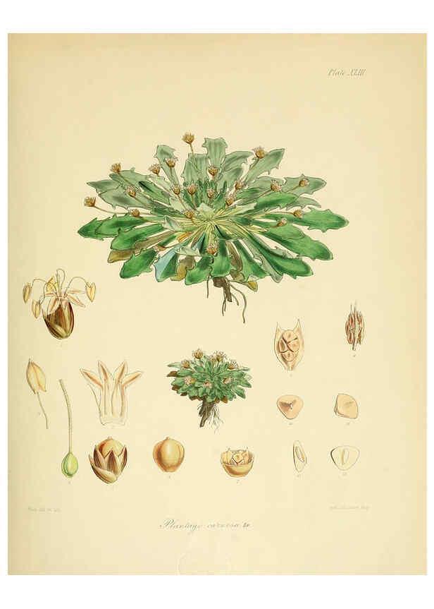 Reproducción/Reproduction 6302419173: The botany of the Antarctic voyage of H.M. discovery ships Erebus and Terror in the Years 1839-1843. v.1. plates London :Reeve Brothers,1844-60