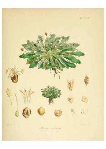 Reproducción/Reproduction 6302419173: The botany of the Antarctic voyage of H.M. discovery ships Erebus and Terror in the Years 1839-1843. v.1. plates London :Reeve Brothers,1844-60