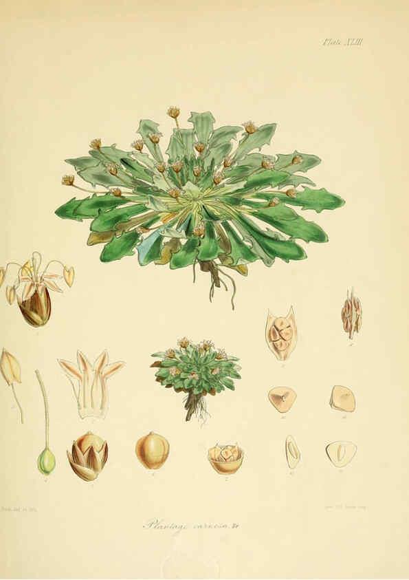 Reproducción/Reproduction 6302419173: The botany of the Antarctic voyage of H.M. discovery ships Erebus and Terror in the Years 1839-1843. v.1. plates London :Reeve Brothers,1844-60