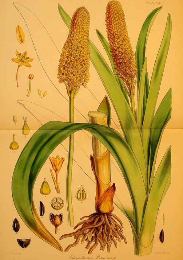 Reproducción/Reproduction 6302419397: The botany of the Antarctic voyage of H.M. discovery ships Erebus and Terror in the Years 1839-1843. v.1. plates London :Reeve Brothers,1844-60