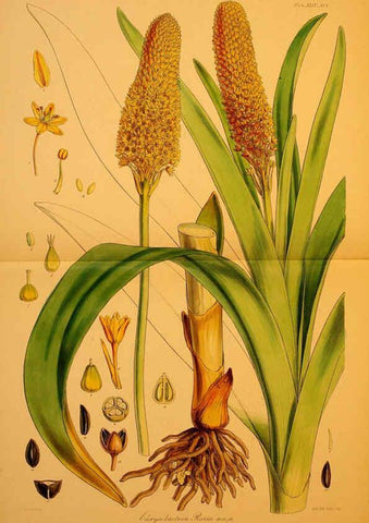 Reproducción/Reproduction 6302419397: The botany of the Antarctic voyage of H.M. discovery ships Erebus and Terror in the Years 1839-1843. v.1. plates London :Reeve Brothers,1844-60