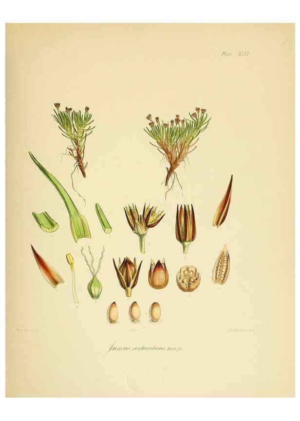 Reproducción/Reproduction 6302419579: The botany of the Antarctic voyage of H.M. discovery ships Erebus and Terror in the Years 1839-1843. v.1. plates London :Reeve Brothers,1844-60