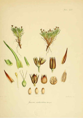 Reproducción/Reproduction 6302419579: The botany of the Antarctic voyage of H.M. discovery ships Erebus and Terror in the Years 1839-1843. v.1. plates London :Reeve Brothers,1844-60