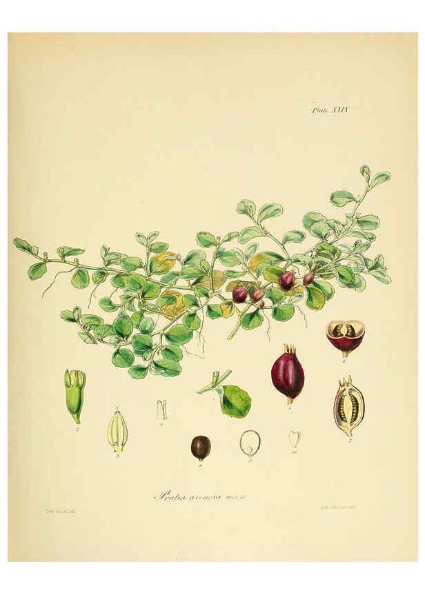 Reproducción/Reproduction 6302416323: The botany of the Antarctic voyage of H.M. discovery ships Erebus and Terror in the Years 1839-1843. v.1. plates London :Reeve Brothers,1844-60