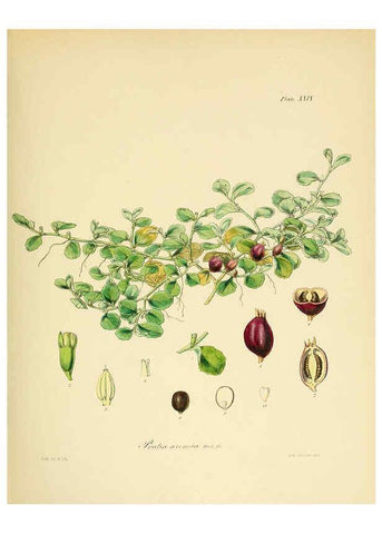 Reproducción/Reproduction 6302416323: The botany of the Antarctic voyage of H.M. discovery ships Erebus and Terror in the Years 1839-1843. v.1. plates London :Reeve Brothers,1844-60