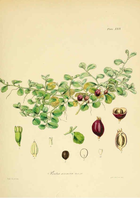 Reproducción/Reproduction 6302416323: The botany of the Antarctic voyage of H.M. discovery ships Erebus and Terror in the Years 1839-1843. v.1. plates London :Reeve Brothers,1844-60