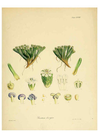 Reproducción/Reproduction 6302416141: The botany of the Antarctic voyage of H.M. discovery ships Erebus and Terror in the Years 1839-1843. v.1. plates London :Reeve Brothers,1844-60