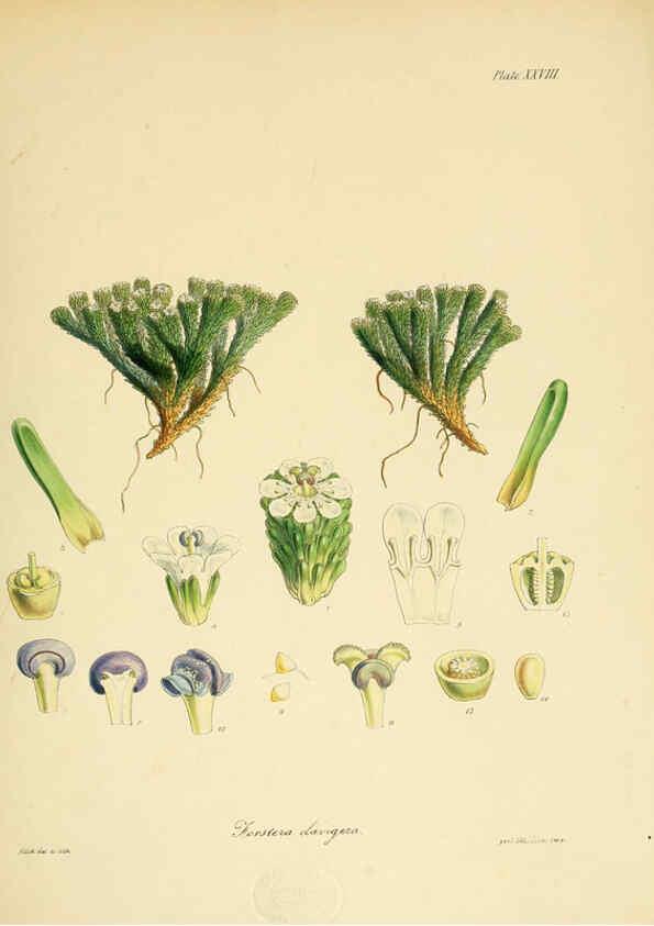 Reproducción/Reproduction 6302416141: The botany of the Antarctic voyage of H.M. discovery ships Erebus and Terror in the Years 1839-1843. v.1. plates London :Reeve Brothers,1844-60