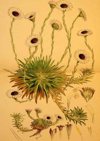 Reproducción/Reproduction 6302415845: The botany of the Antarctic voyage of H.M. discovery ships Erebus and Terror in the Years 1839-1843. v.1. plates London :Reeve Brothers,1844-60