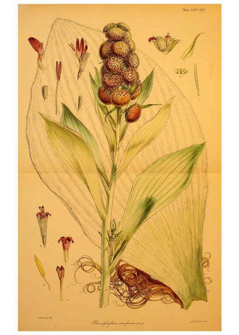 Reproducción/Reproduction 6302415597: The botany of the Antarctic voyage of H.M. discovery ships Erebus and Terror in the Years 1839-1843. v.1. plates London :Reeve Brothers,1844-60