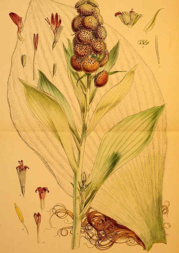 Reproducción/Reproduction 6302415597: The botany of the Antarctic voyage of H.M. discovery ships Erebus and Terror in the Years 1839-1843. v.1. plates London :Reeve Brothers,1844-60