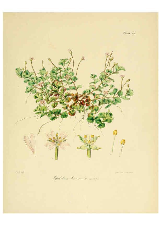 Reproducción/Reproduction 6302934866: The botany of the Antarctic voyage of H.M. discovery ships Erebus and Terror in the Years 1839-1843. v.1. plates London :Reeve Brothers,1844-60
