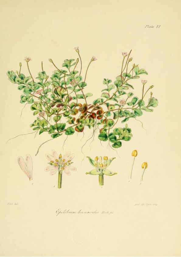 Reproducción/Reproduction 6302934866: The botany of the Antarctic voyage of H.M. discovery ships Erebus and Terror in the Years 1839-1843. v.1. plates London :Reeve Brothers,1844-60