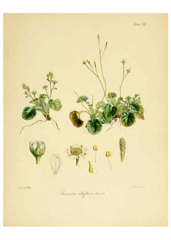 Reproducción/Reproduction 6302411419: The botany of the Antarctic voyage of H.M. discovery ships Erebus and Terror in the Years 1839-1843. v.1. plates London :Reeve Brothers,1844-60