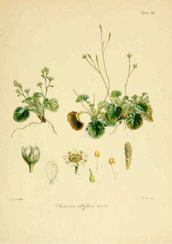 Reproducción/Reproduction 6302411419: The botany of the Antarctic voyage of H.M. discovery ships Erebus and Terror in the Years 1839-1843. v.1. plates London :Reeve Brothers,1844-60