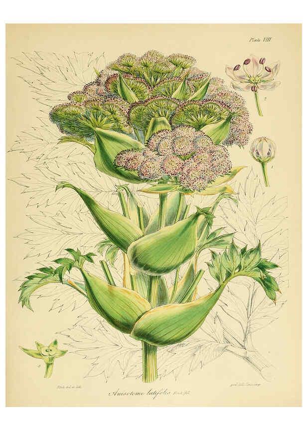 Reproducción/Reproduction 6302937706: The botany of the Antarctic voyage of H.M. discovery ships Erebus and Terror in the Years 1839-1843. v.1. plates London :Reeve Brothers,1844-60