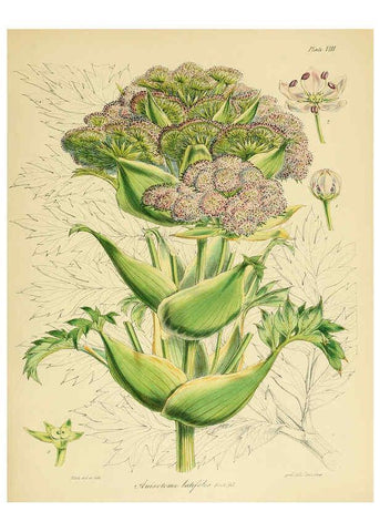 Reproducción/Reproduction 6302937706: The botany of the Antarctic voyage of H.M. discovery ships Erebus and Terror in the Years 1839-1843. v.1. plates London :Reeve Brothers,1844-60