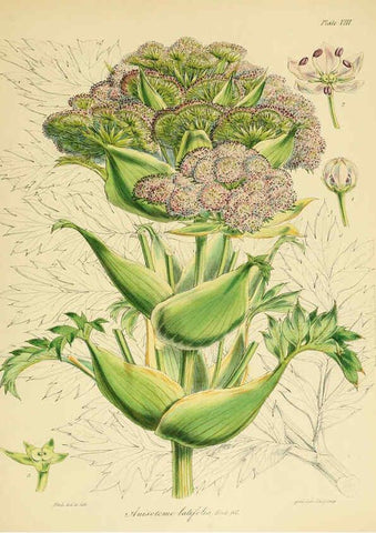 Reproducción/Reproduction 6302937706: The botany of the Antarctic voyage of H.M. discovery ships Erebus and Terror in the Years 1839-1843. v.1. plates London :Reeve Brothers,1844-60