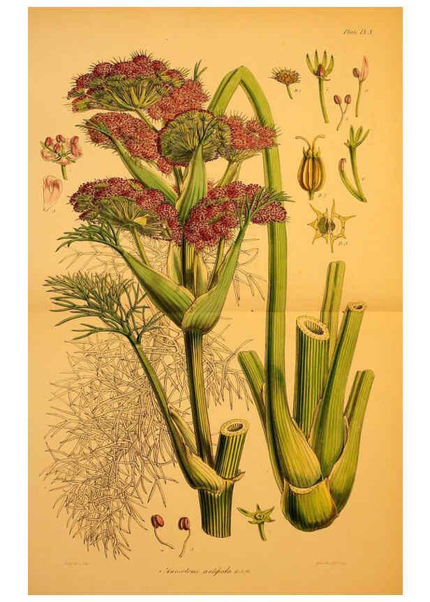 Reproducción/Reproduction 6302412011: The botany of the Antarctic voyage of H.M. discovery ships Erebus and Terror in the Years 1839-1843. v.1. plates London :Reeve Brothers,1844-60