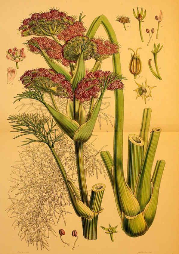 Reproducción/Reproduction 6302412011: The botany of the Antarctic voyage of H.M. discovery ships Erebus and Terror in the Years 1839-1843. v.1. plates London :Reeve Brothers,1844-60